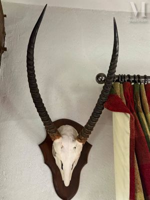 Ensemble de 7 massacres d’antilopes africaines diverses