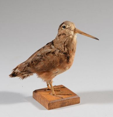 un petit oiseau posé sur un bloc de bois