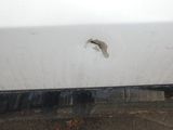 a small fish that is stuck in the side of a car