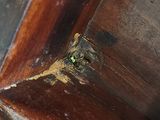 a close up of a piece of wood on a table