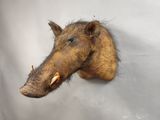 tête de sanglier empaillée, accrochée au mur d'une pièce