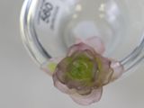 a small flower in a glass vase on a table