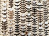 many different types of moths displayed on the wall