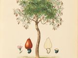 an illustration of a tree with fruit growing on it and two eggs on the ground