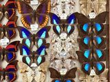 photograph of a display of butterflies in a wooden frame