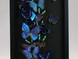 blue butterflies in a shadow box on a white background