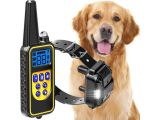 a dog that is standing next to a remote control collar