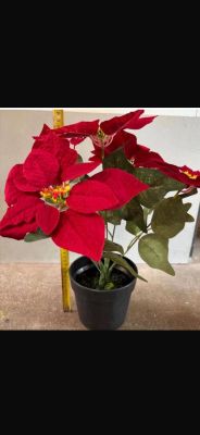 a small potted plant with red flowers in it