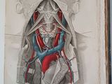 an old book with a drawing of a human body on it