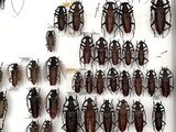 a lot of bugs that are on display in a glass case