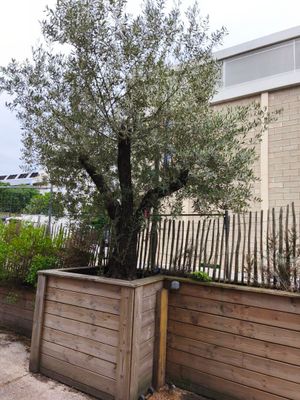 un olivier dans une jardinière en bois, posé contre le mur d'un immeuble