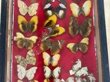 a lot of butterflies that are in a shadow box