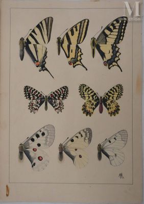 de nombreux papillons qui se trouvent sur la page d'un livre