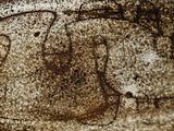 an image of a cave with a drawing of a man and a woman
