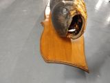 a piece of wood on the floor with a fish ' s head sticking out of it