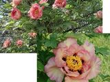 two pictures of a pink flower in the middle of the picture