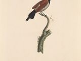 the bird is perched on the branch of a tree