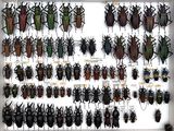 a lot of beetles that are on display in a white frame