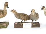 trois canards sont posés sur des blocs de bois, sur une surface blanche
