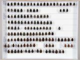 de nombreux insectes exposés dans un cadre
