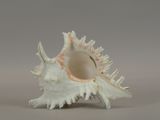 a shell that is sitting on a table