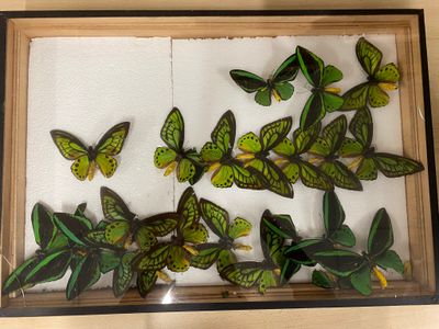 a picture of a display of butterflies in a wooden frame