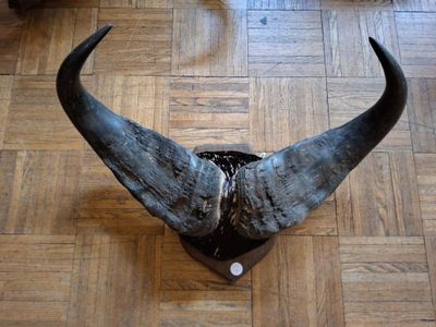 une image représentant une tête de taureau sur un parquet