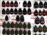 a lot of beetles that are on display in a store