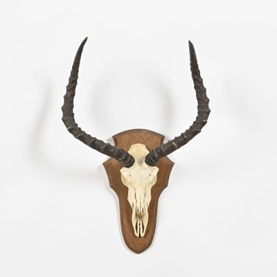 an antelope skull mounted on a wall with horns