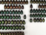 a lot of beetles that are hanging on the wall