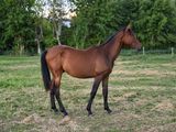 a horse that is standing in the grass in the field