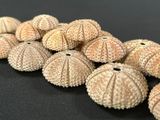 a lot of sea urchins sitting on a black surface