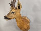une tête de cerf fixée au mur d'une pièce
