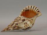 a shell that is sitting on top of a table
