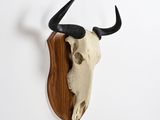 an image of a bull skull mounted on a wall