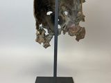 an image of a sculpture of a shell on a metal stand