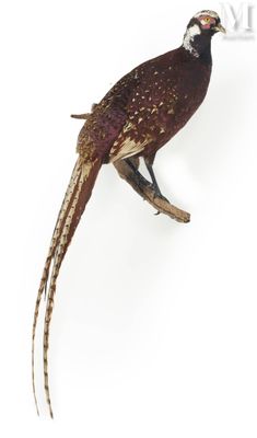 a bird that is sitting on a branch of a tree