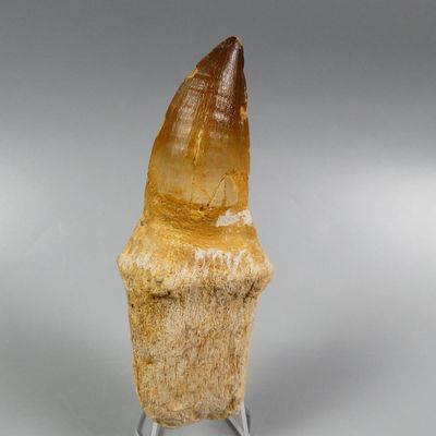 an image of a fossil tooth on a stand