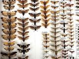 a lot of bugs that are hanging on the wall