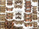 many different types of moths on display in a glass case