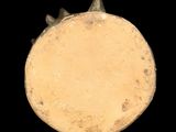 a close up of a small object on a black background