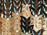 a lot of butterflies that are on display in a display case