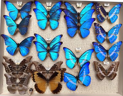 many blue butterflies that are in a shadow box