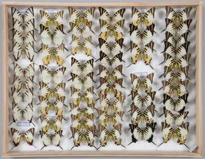 de nombreux types de papillons exposés dans un cadre en bois