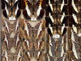 many different types of butterflies displayed on the wall