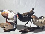 three birds that are standing on a piece of wood