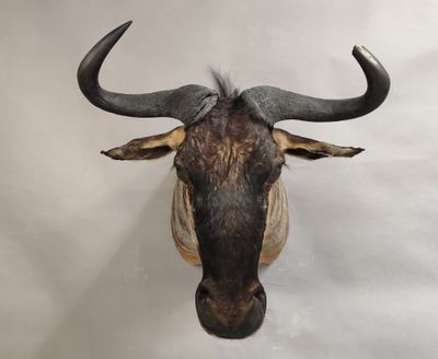 une très grande tête d'animal accrochée au mur