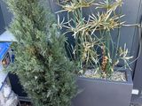 a small tree in a planter next to a water pump