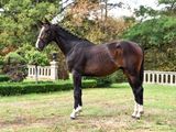 a horse that is standing in the grass in the yard