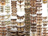 a white box filled with lots of different types of moths